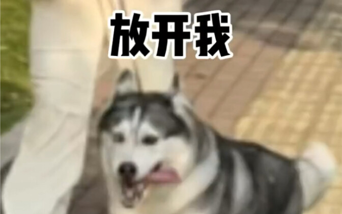 นี่แหละคือความแตกต่างระหว่างการจูงสุนัขตัวใหญ่กับสุนัขตัวเล็ก สาวแกร่งถอนหายใจ..