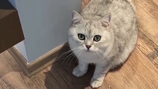 Jangan pernah makan mie bekicot di depan kucing