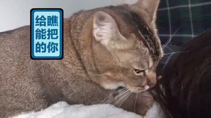 I’m reporting that Yu Wenwen hired cat workers, doge.