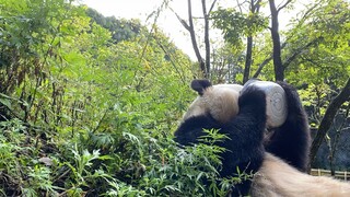 [Pandas] Video Of A Panda Drinking Honey Water