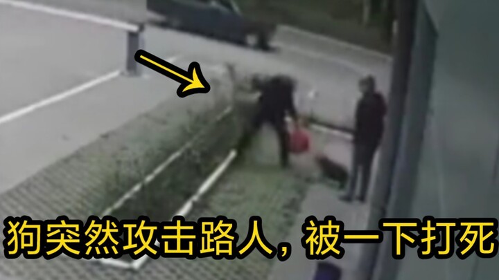 Dog Suddenly Attacks a Passerby, Only to Be Killed in One Blow