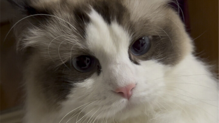 عندما ذهبت إلى مقهى القطط، وعند عودتي إلى المنزل، قطتي الخاصة...