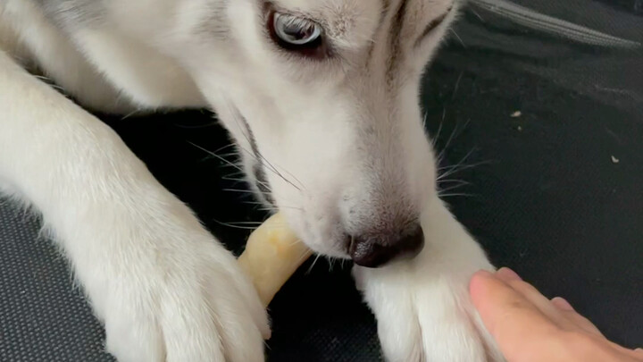 人与狗最基本的信任都没有吗