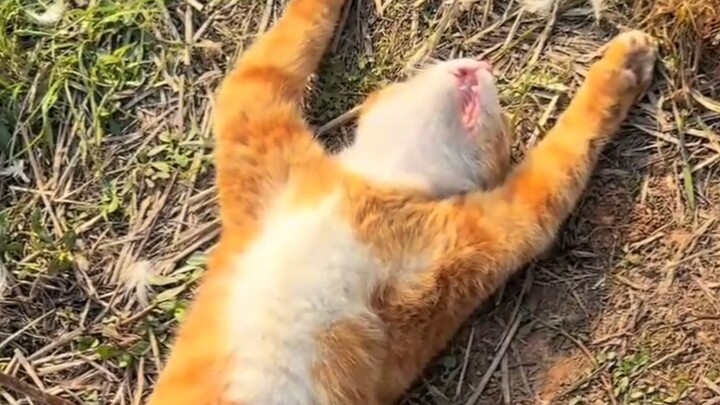 แมวที่ไม่ต้องผ่อนบ้านผ่อนรถ นอนสบายสุดๆ!