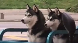 [Animals]Cute moments of husky dogs in daily life