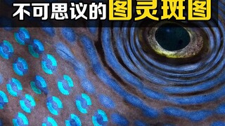 What is the "Turing pattern"? Why can a single formula explain the patterns of all animals?