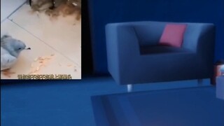 "Pertemuan Ringan" jika Anda tidak memakannya, pergilah ke sana