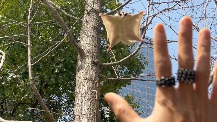 Adorable Sugar Glider Flying Squirrel