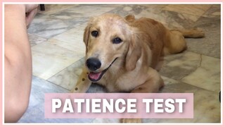 How Patient is a Golden Retriever? | Dog trick | Philippines