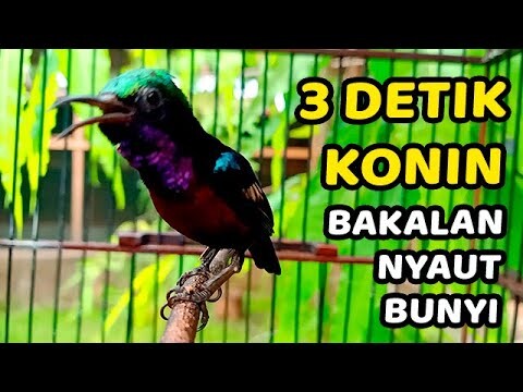 MASTERAN KOLIBRI NINJA KONIN GACOR SUARA JERNIH DAN FULL ISIAN #kolibrigacor #masterankonin