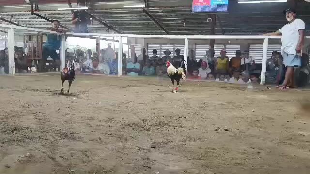 talo po tayo,nagkamali ang manok natin,bawi nxt time