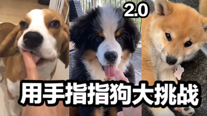 Anjing: Aku tanya kamu! Siapa yang kamu tunjuk pakai jari itu!