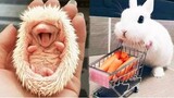 น่ารักมาก! Cutest baby animals Videos Compilation Cute moment of the Animals - Cutest Animals 19
