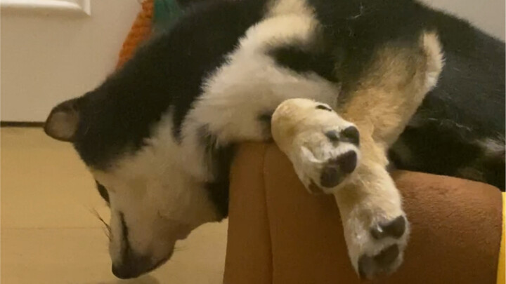 It turns out dogs can get stiff necks too!