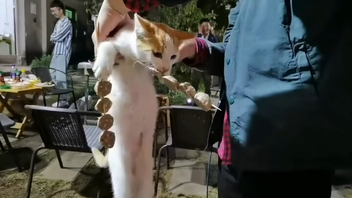 “Cat: I ate it anyway—go ahead and call the cops.”