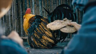 ไก่นูชิงที่แข็งแกร่งที่สุด ได้รับการเลี้ยงดูโดยชายชราในฐานะไก่ธรรมดาเป็นเวลา 8 ปี และยังถูกฆ่าเพื่อเ