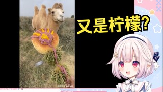 日本萝莉看《我把骆驼当傻子》当场难绷