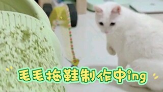 怎么证明你养猫了