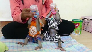 Adorable Two Baby Monkey Drinking Milk Together| Maki and Maku Fast drink Milk