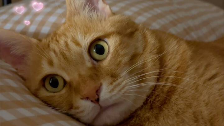 أريدك أن تكون الحبيب الأول في العالم الذي يحبني