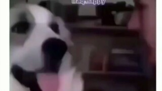 🐶