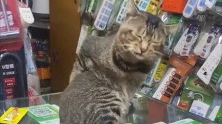 Apa yang kamu lihat? Belum pernah lihat kucing garuk-garuk punggungnya?