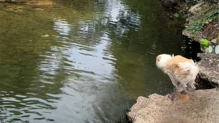 Weekend Morning Walk Comes to an End