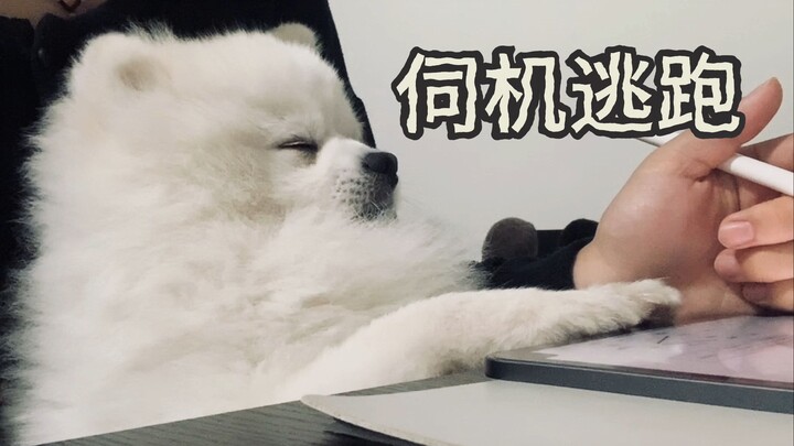 Hello, I'm Wang Wang 7.