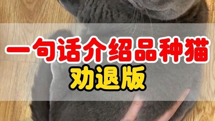 مقدمة سريعة عن سلالات القطط: بعد مشاهدتها، قد لا ترغب في تربية قطة مجددًا!