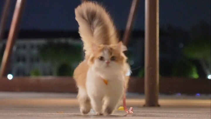 ให้เจ้าเหมียวเดินเข้าไปทำหมันที่โรงพยาบาลเอง มันจะเกลียดฉันไหมนะ? (เหยาเหยาย้ายไปบ้านใหม่แล้ว)