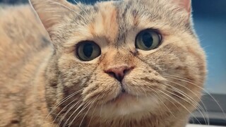 Saya Mimi dan saya tidak mengizinkan manusia bekerja