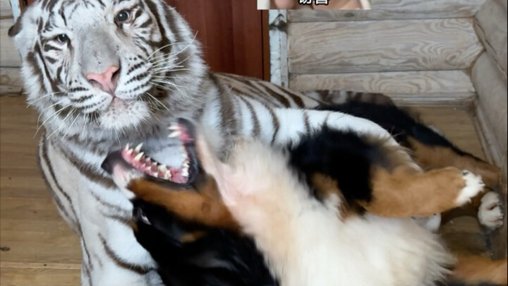 Cats and Dogs