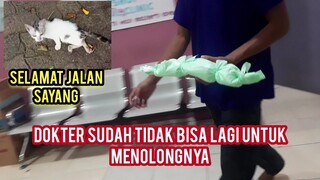 innalillahi wa inna ilaihi raji'un Kucing Lumpuh  Sudah Meninggal..!