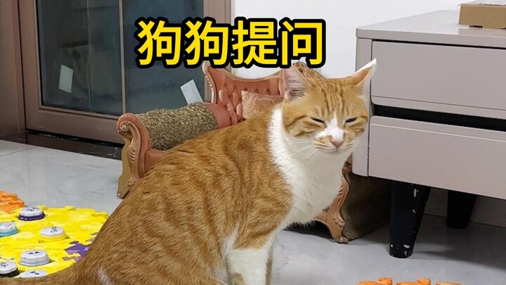 So cats can actually sleep right through things too? Haha!