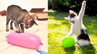 Cat Reaction to Playing Balloon - Funny Cat Toy Reaction Compilation