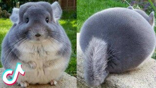 These Must be the CUTEST Pets on Tik Tok 🥰