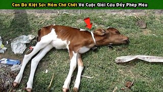 Con Bò Kiệt Sức Nằm Một Chỗ Chờ Chết Và Cuộc Giải Cứu Đầy Phép Màu | Tám Tới Tấp