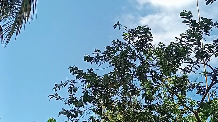 Daily routine loft fly.for my Racing Pigeon.