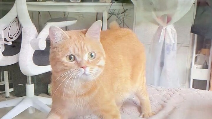Làm một chú mèo ngoan biết lễ phép nhé~