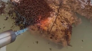 红火蚁: 那些说积德行善的人，肯定是没被咬过！