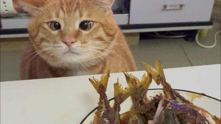 Fish-stealing settlement screen