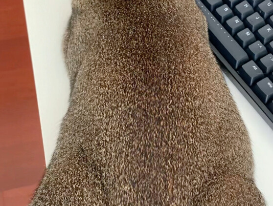Real fur really does feel great, it’s just that caring for it is quite a hassle.