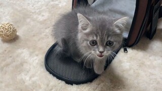 mèo con chơi đùa với quả bóng