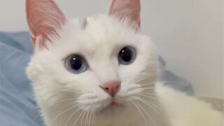 The cat was so gentle all over! ! He must have been a gentle and gentle young man in his previous li