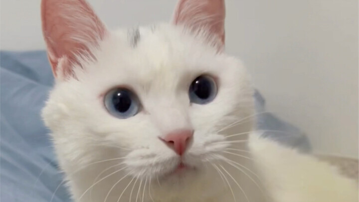 The cat was so gentle all over! ! He must have been a gentle and gentle young man in his previous li