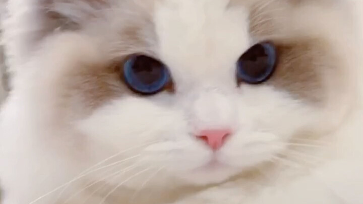 【قطة البابيون】 لا أعرف لماذا قد أزعجك، لكنني فقط مشتاقٌ إليك جدًا.