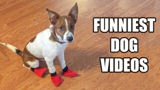 TRY NOT TO LAUGH WATCHING FUNNY DOG VIDEOS 2021 #2 - Daily Dose of Laughter!