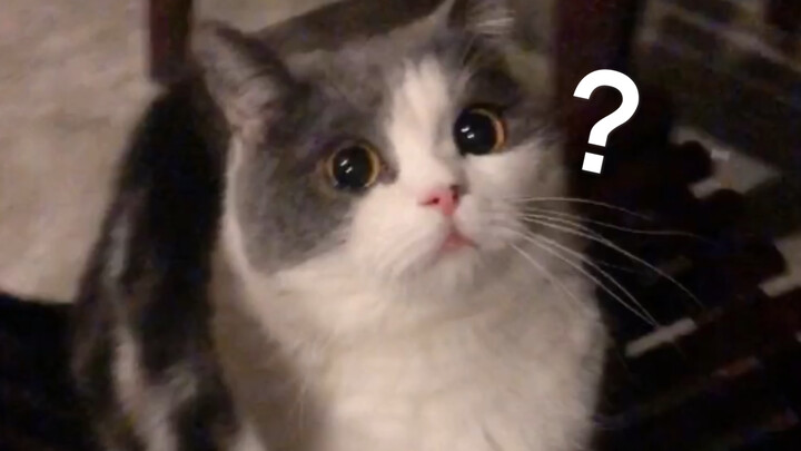 Why does this little kitten change its expression so quickly?