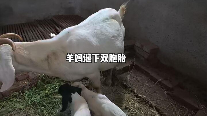 羊家再添新丁......