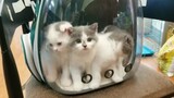 Animal|Kittens Going out to the Street